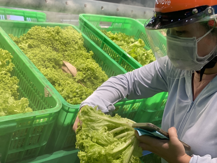 “Hồi sinh” chuỗi cung ứng" - Xóa bất cập của hình thức phát phiếu đi chợ “Hồi sinh” chuỗi cung ứng" - Xóa bất cập của hình thức phát phiếu đi chợ