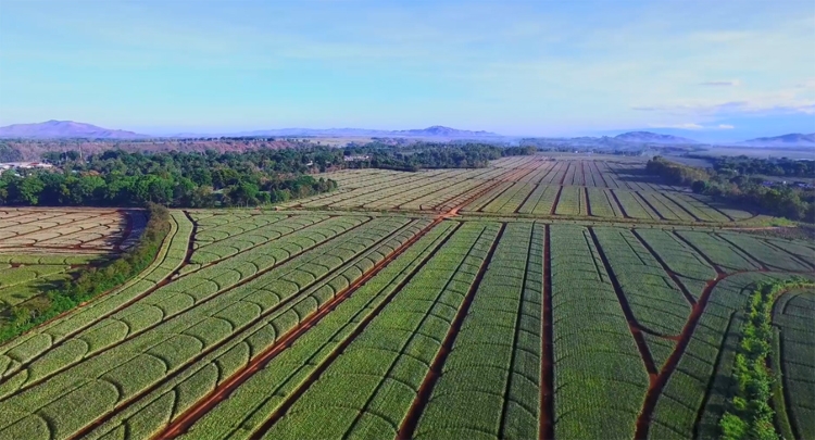 Vinamilk công bố liên doanh với doanh nghiệp F&B hàng đầu Philippines, ra mắt sản phẩm thương mại vào tháng 9/2021 Vinamilk công bố liên doanh với doanh nghiệp F&B hàng đầu Philippines, ra mắt sản phẩm thương mại vào tháng 9/2021