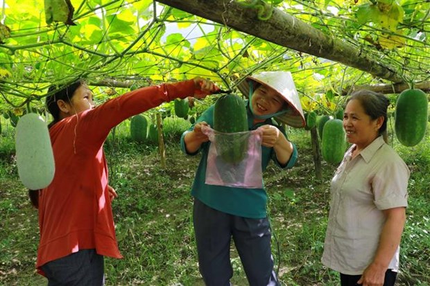 Thúc đẩy giao thương nông sản và thực phẩm giữa Việt Nam và Thụy Sĩ hình ảnh 1 Thuc day giao thuong nong san va thuc pham giua Viet Nam va Thuy Si hinh anh 1