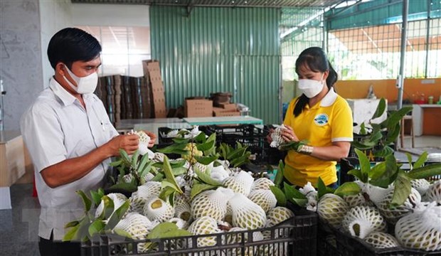 Xuất khẩu trái cây tươi vào Trung Quốc thích ứng với quy định mới hình ảnh 2 Xuat khau trai cay tuoi vao Trung Quoc thich ung voi quy dinh moi hinh anh 2