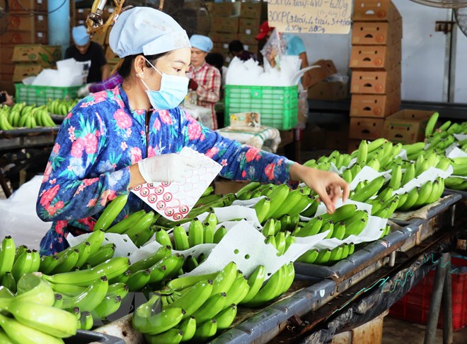 Trái cây sạch cho thị trường nội địa: Động lực phát triển thị trường trai cay sach cho thi truong noi dia dong luc phat trien thi truong