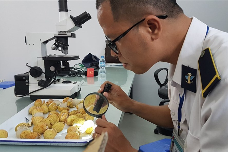 tu 19 bat buoc kiem dich thuc vat nong san xuat khau sang chau au