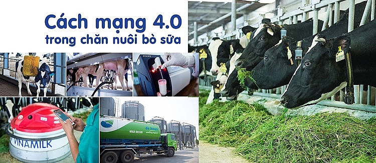 Hệ thống trang trại Vinamilk tăng trưởng về quy mô lẫn hiệu quả hoạt động Hệ thống trang trại Vinamilk tăng trưởng về quy mô lẫn hiệu quả hoạt động