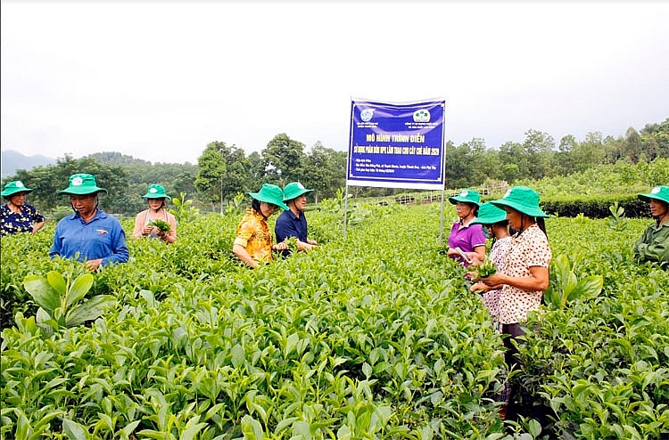 Hiệu quả từ mô hình chè sử dụng phân bón NPK-S Lâm Thao hàm lượng cao Hiệu quả từ mô hình chè sử dụng phân bón NPK S Lâm Thao hàm lượng cao