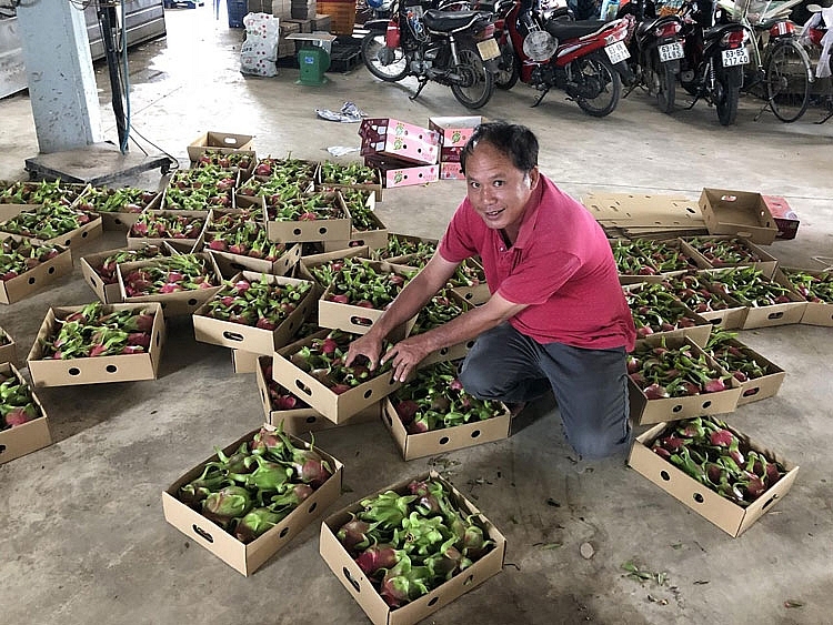 Bí quyết bón phân Urê hiệu quả cho cây thanh long xuất khẩu Bí quyết bón phân Urê hiệu quả cho cây thanh long xuất khẩu