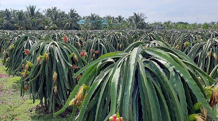 Bí quyết bón phân Urê hiệu quả cho cây thanh long xuất khẩu Bí quyết bón phân Urê hiệu quả cho cây thanh long xuất khẩu