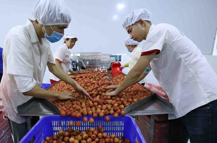 Sản phẩm nông sản có thể xuất khẩu trực tuyến hiệu quả Sản phẩm nông sản có thể xuất khẩu trực tuyến hiệu quả