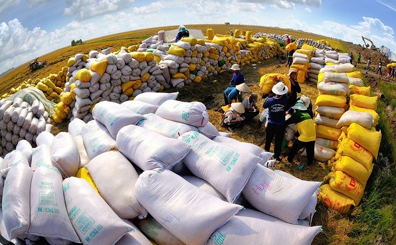 Giá lúa gạo hôm nay 30/11: Giá lúa thu đông tăng 100 – 400 đồng/kg Giá lúa gạo hôm nay 30/11: Giá lúa thu đông tăng 100 – 400 đồng/kg