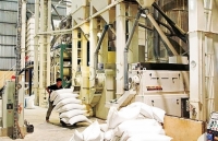 xuat khau gao tien chac