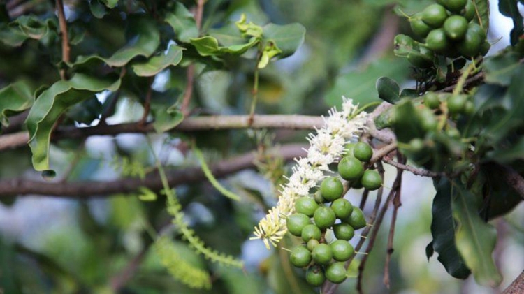 Sơn La phát huy thế mạnh cây mắc ca Sơn La phát huy thế mạnh cây mắc ca