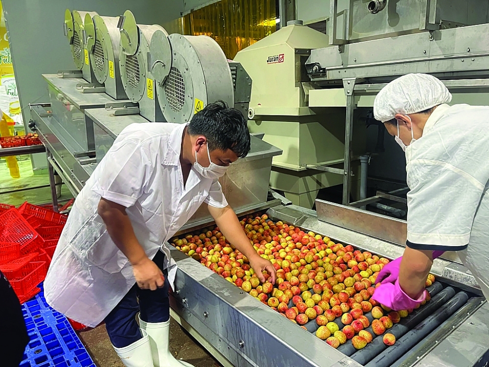 Ngành rau quả Việt Nam cần tiếp tục chuyển dịch mạnh về cơ cấu sản phẩm theo hướng tăng sản phẩm chế biến, giảm XK các sản phẩm tươi. Ảnh: N.Thanh Ngành rau quả Việt Nam cần tiếp tục chuyển dịch mạnh về cơ cấu sản phẩm theo hướng tăng sản phẩm chế biến, giảm XK các sản phẩm tươi. Ảnh: N.Thanh