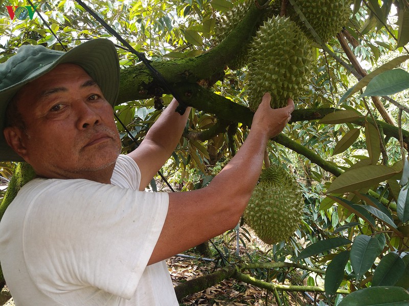 Sầu riêng được giá, mỗi ha vườn sầu riêng cho lãi khoảng 1 tỷ đồng/năm sau rieng duoc gia moi ha vuon sau rieng cho lai khoang 1 ty dongnam