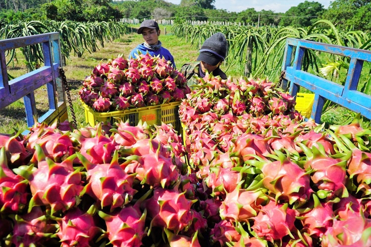 Bảo hộ chỉ dẫn địa lý tại nước ngoài: Đừng để mất “chìa khóa vàng” Bảo hộ chỉ dẫn địa lý tại nước ngoài: Đừng để mất “chìa khóa vàng”