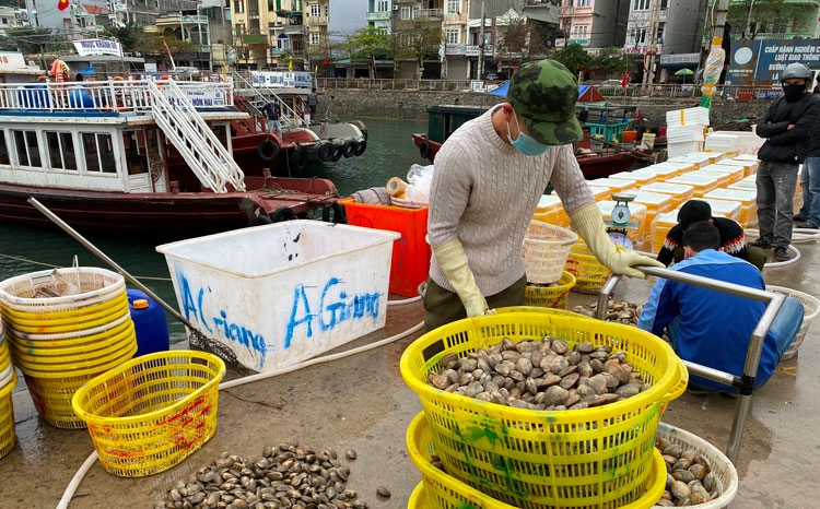 Lời giải cho “bài toán” tiêu thụ nông lâm thủy sản trong tình hình mới của Quảng Ninh - Bài 2: Tăng tốc xuất khẩu, “cứu nguy” cho nông lâm, thuỷ hải s Lời giải cho “bài toán” tiêu thụ nông lâm thủy sản trong tình hình mới của Quảng Ninh - Bài 2: Tăng tốc xuất khẩu, “cứu nguy” cho nông lâm, thuỷ hải s