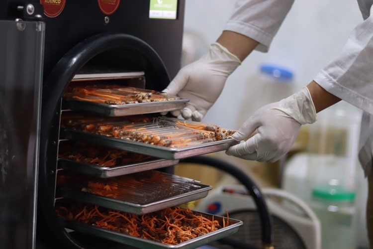 Người kỹ sư tâm huyết với Đông trùng hạ thảo Người kỹ sư tâm huyết với Đông trùng hạ thảo