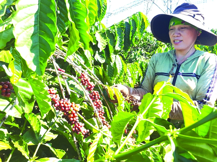 Cà phê là mặt hàng điển hình được đánh giá còn nhiều dư địa thúc đẩy XK sang thị trường Algeria. Ảnh: N.Thanh Cà phê là mặt hàng điển hình được đánh giá còn nhiều dư địa thúc đẩy XK sang thị trường Algeria. Ảnh: N.Thanh