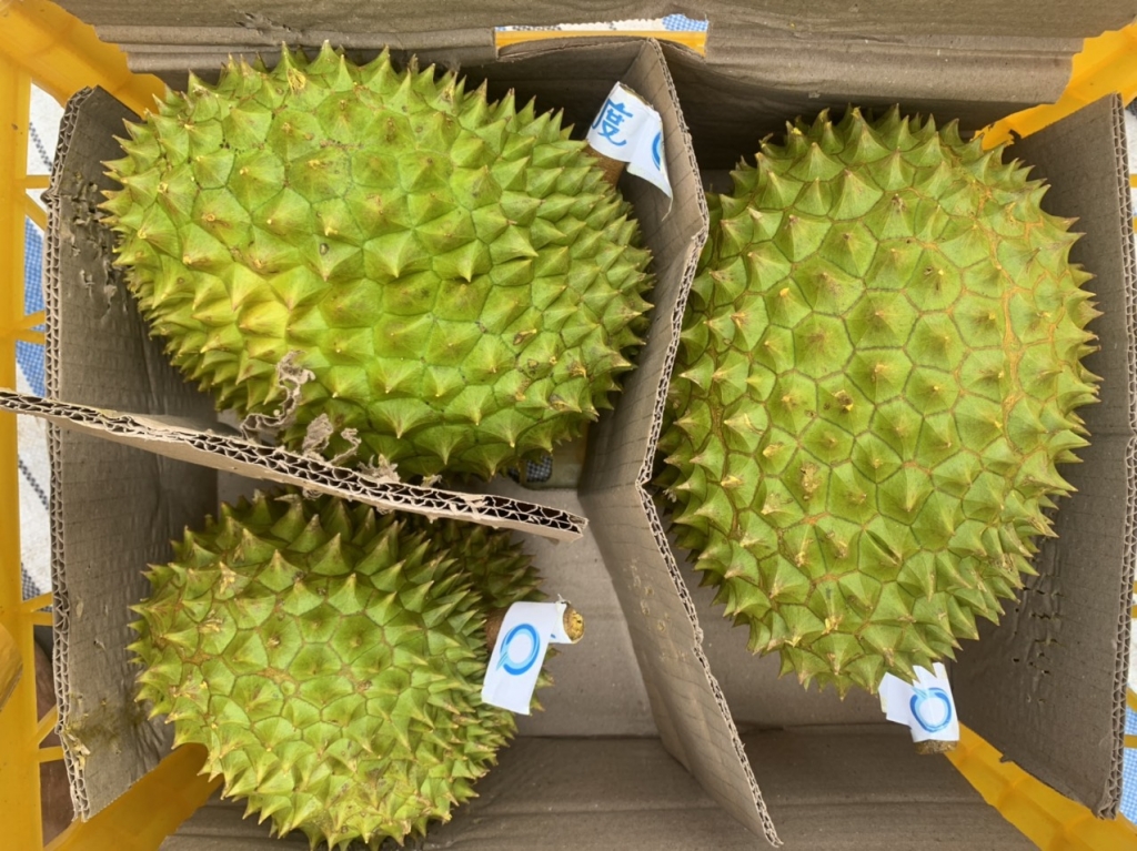 Hơn 300 tấn sầu riêng xuất khẩu qua cửa khẩu Kim Thành, Lào Cai sau 1 tháng Hơn 300 tấn sầu riêng xuất khẩu qua cửa khẩu Kim Thành, Lào Cai sau 1 tháng