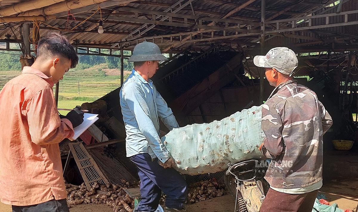 Hàng nghìn tấn dong riềng ra sao khi đóng cửa các cơ sở chế biến?