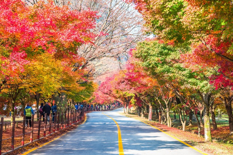 Hàn Quốc là một trong ba điểm đến được du khách Việt Nam yêu thích nhất sau khi các biện pháp hạn chế vì Covid-19 được dỡ bỏ (Ảnh: visitkorea)