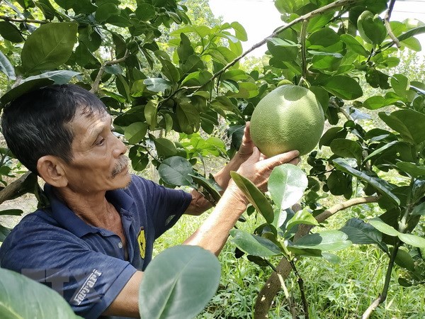 Bưởi da xanh của Bến Tre xuất khẩu sang Hòa Kỳ sau 6 năm đàm phán hình ảnh 1 Buoi da xanh cua Ben Tre xuat khau sang Hoa Ky sau 6 nam dam phan hinh anh 1