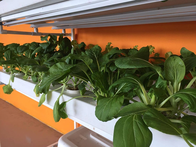 trong rau sach bang dien thoai thong minh