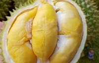 sau rieng rot gia nha vuon keu troi