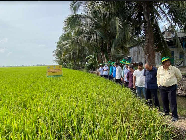 Canh tác lúa thông minh, sử dụng giống chất lượng cao là những biện pháp căn bản để tăng thu nhập khi đất lúa bị thu hẹp