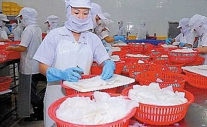 Chế biến mực xuất khẩu