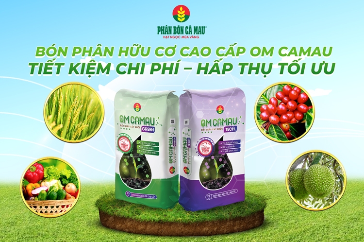 Phân bón hữu cơ cao cấp OM CAMAU – Giải pháp cho nông nghiệp hữu cơ Phân bón hữu cơ cao cấp OM CAMAU – Giải pháp cho nông nghiệp hữu cơ