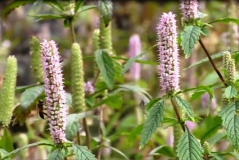 Mật ong bạc hà: Đặc sản quý hiếm vùng cao nguyên đá Đồng Văn