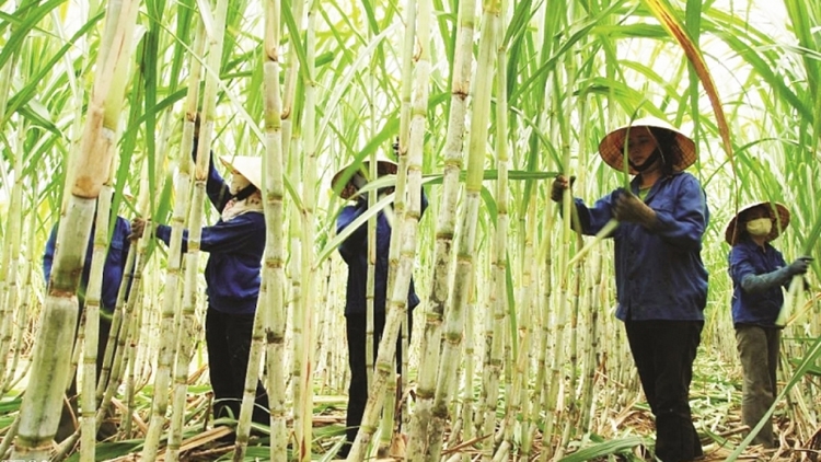 Phòng vệ thương mại: Giải pháp then chốt trong hội nhập kinh tế Phòng vệ thương mại: Giải pháp then chốt trong hội nhập kinh tế
