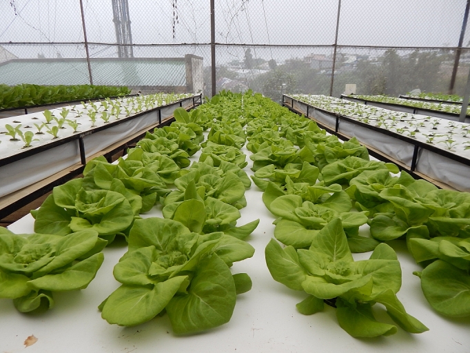 lam dong thu hut gan 3000 ty dong vao san xuat nong nghiep cong nghe cao