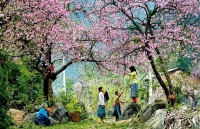 Tour Tết sẽ tăng ít nhất 20%