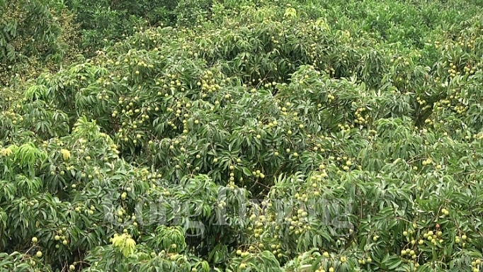 Vải thiều sớm Lục Ngạn: Đẹp mã, được giá vai thieu som luc ngan dep ma duoc gia