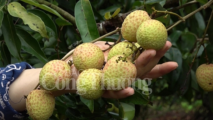 Vải thiều sớm Lục Ngạn: Đẹp mã, được giá vai thieu som luc ngan dep ma duoc gia