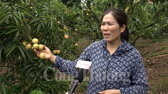 Vải thiều sớm Lục Ngạn: Đẹp mã, được giá vai thieu som luc ngan dep ma duoc gia
