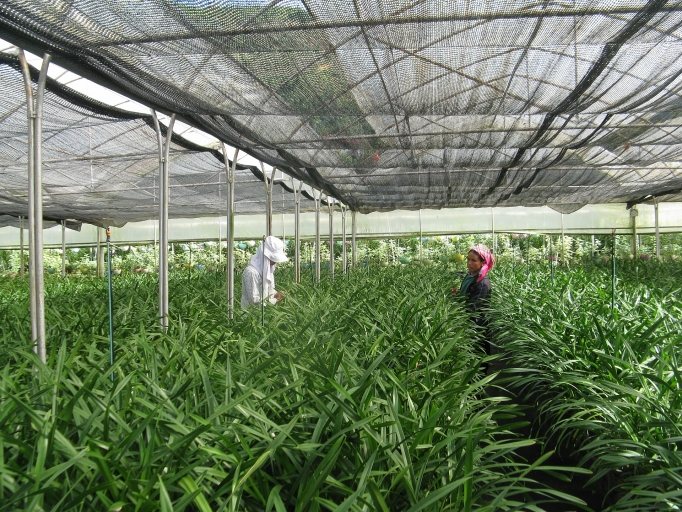 Hoạt động khoa học địa phương: Trên 70% được ứng dụng hoat dong khoa hoc dia phuong tren 70 duoc ung dung