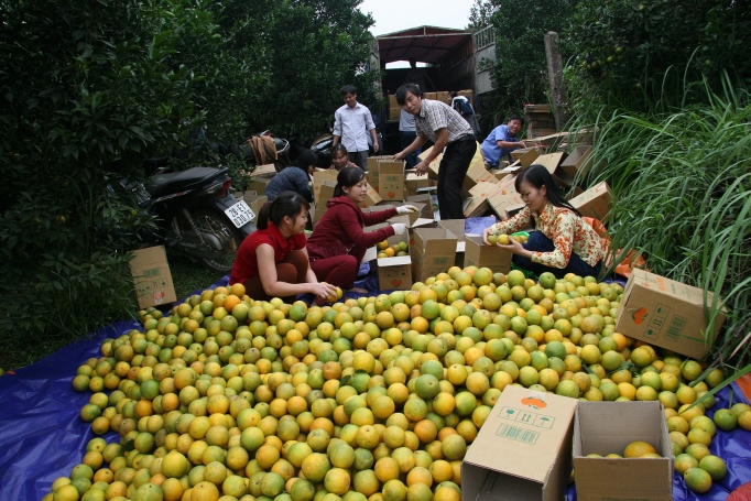 Sở hữu trí tuệ: Đòn bẩy cho sản phẩm chủ lực so huu tri tue don bay cho san pham chu luc