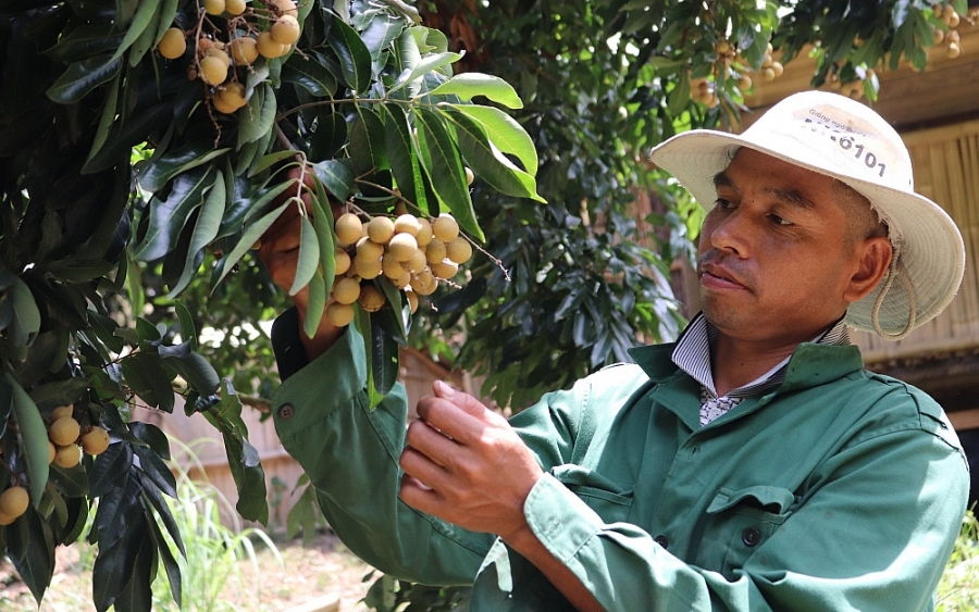 1158 syn la phat triyn cay yn quy tren yyt dyc thay thy cay tryng kem hiyu quy