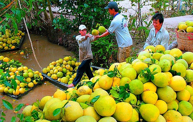 day manh xuc tien thuong mai trong linh vuc trong trot va che bien hoa rau qua