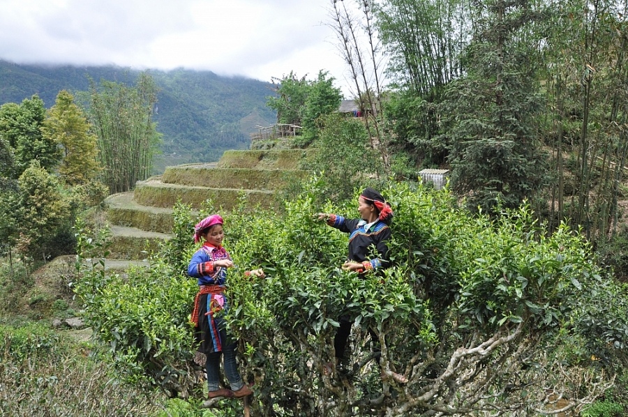 3337-anh-bai-tren-ntm-ha-giang