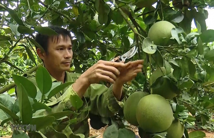 Mai sơn (Sơn La): Bí quyết “thuần phục” bưởi da xanh mai son son la bi quyet thuan phuc buoi da xanh