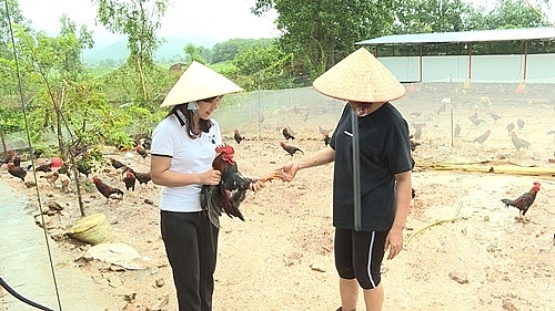 huyen hoanh bo quang ninh ga mia huu co huong lam giau cua ba con nong dan