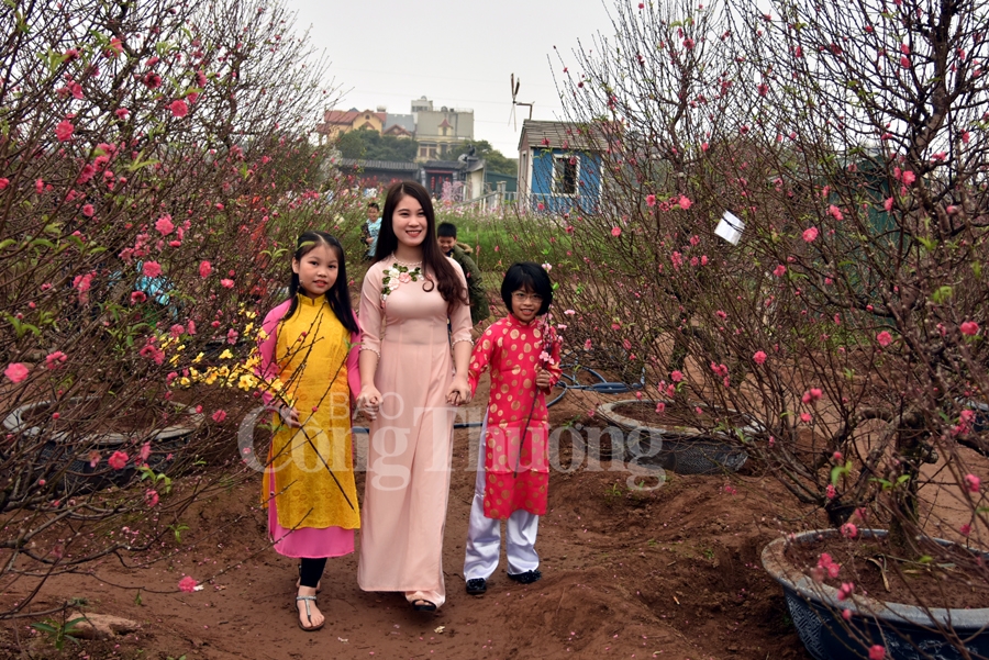 ruc ro sac dao quat nhung ngay giap tet