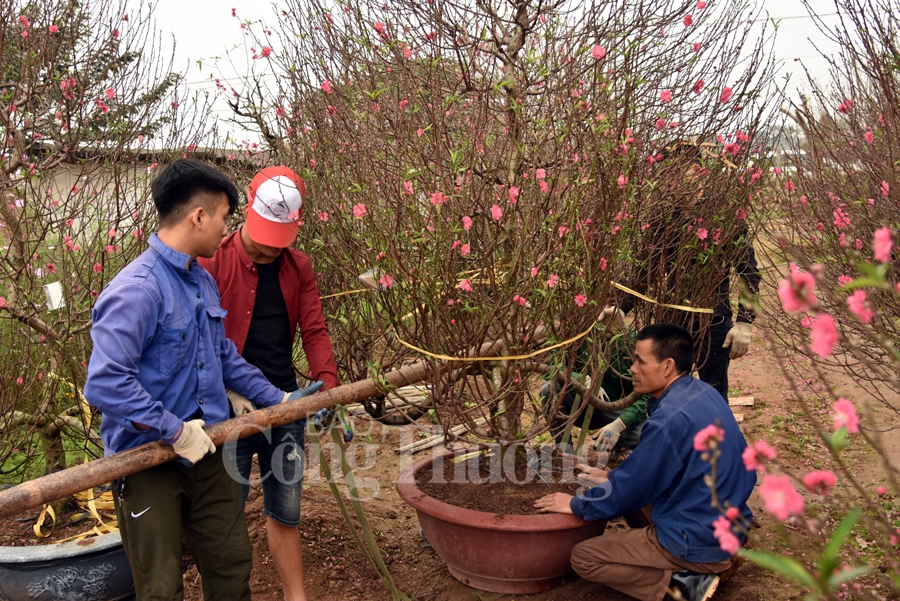 ruc ro sac dao quat nhung ngay giap tet