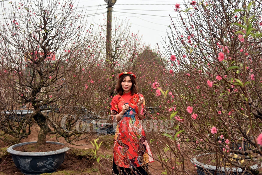 ruc ro sac dao quat nhung ngay giap tet