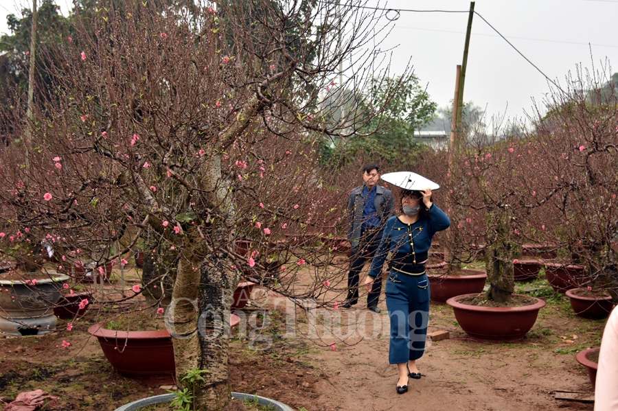 ruc ro sac dao quat nhung ngay giap tet