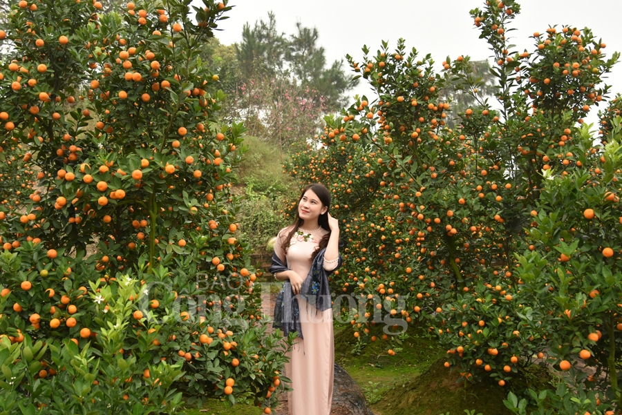 ruc ro sac dao quat nhung ngay giap tet