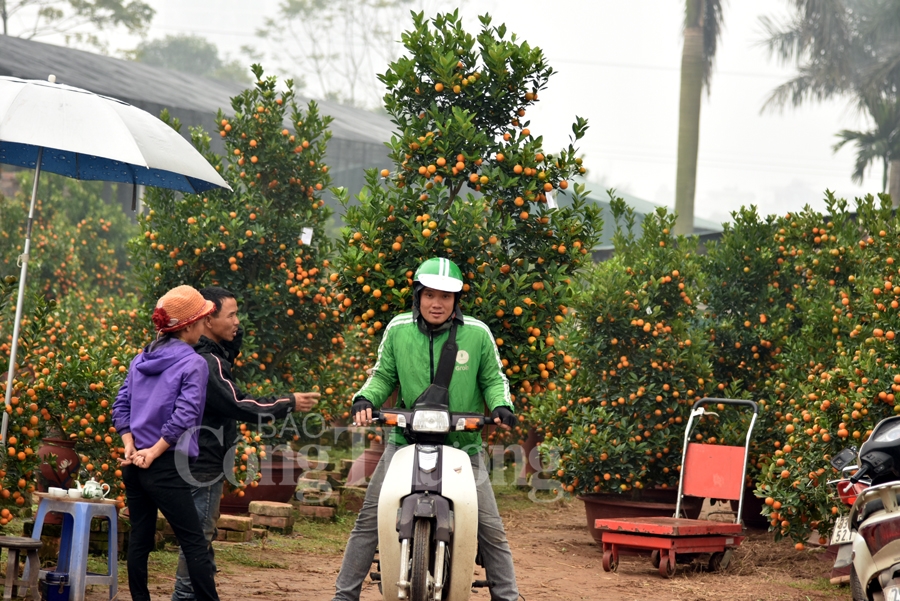 ruc ro sac dao quat nhung ngay giap tet