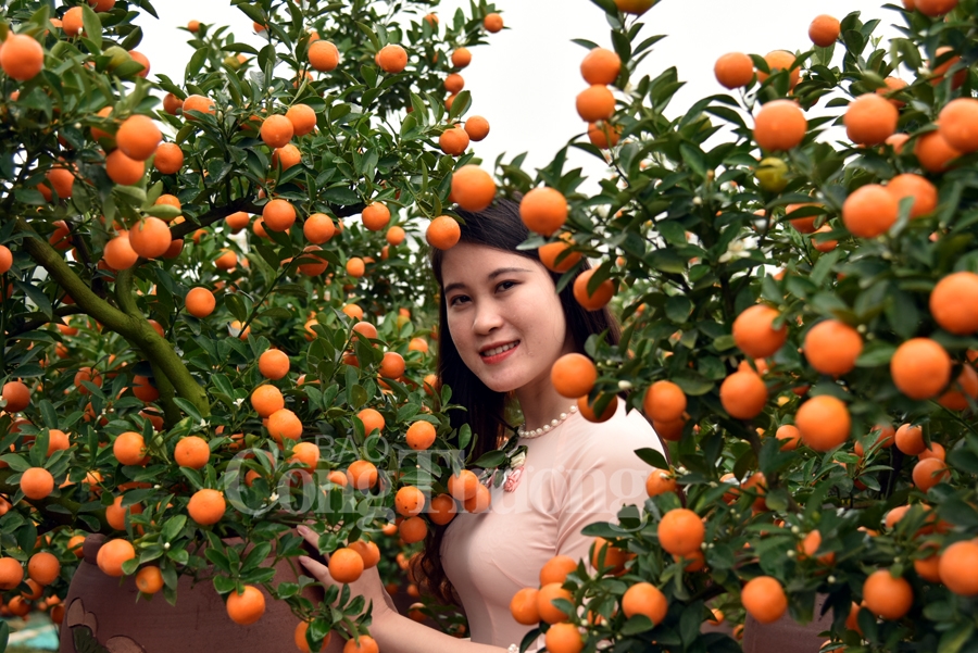 ruc ro sac dao quat nhung ngay giap tet